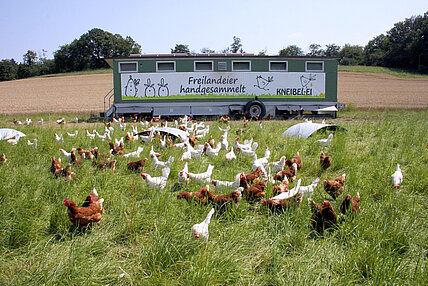 Das Eiermobil - mobiler Freilandhühnerstall