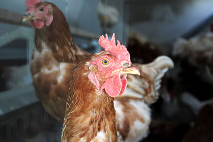 Freilandhenne Berta: Eierproduzentin