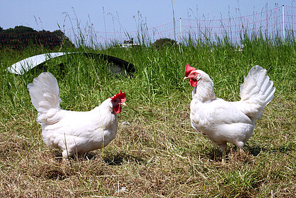 Freilandhenne Elfriede: in der Eierproduktion
