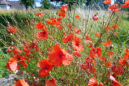 Natur am Kneibel