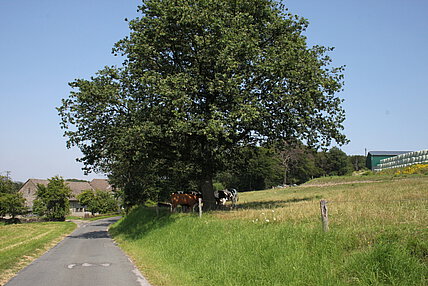 Landwirtschaft in Holthausen