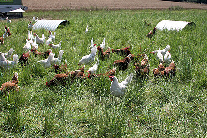 Freilandhühner auf der grünen Wiese